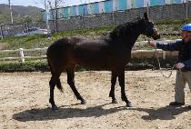 ��׸��� (MORNING MAMBO) ����