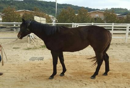 �ٹ�Ʈ��ī ����