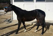 BAEDARI GOSU picture