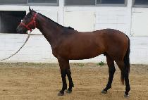 �������� (SHARP LINE) ����