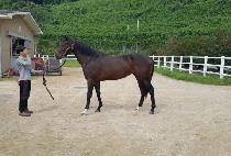 ������è�� (SUNDAY CHAMP) ����