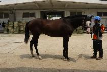 �����߰��� (HIMCHAN BALGEOLEUM) ����