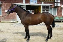 ������ (YES QUEEN) ����