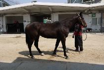 �ο����� (ROYAL MONSTER) ����