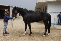 ������ (SERA HILL) ����