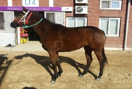 �������� ����