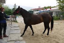 �����̱� (BLACK EAGLE	) ����