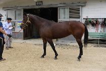 ��ƮŸ�� (VET TIME) ����