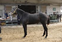 �ǹ��� (SILVER BELL) ����