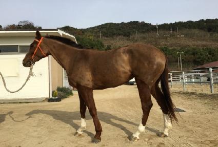 ���Ϸ�Ʈ��� ����