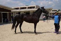 ��Ű��ȭ (LUCKY SINHWA) ����