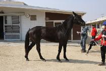 ��ö�ô� (GANGCHEOL SIDAE) ����