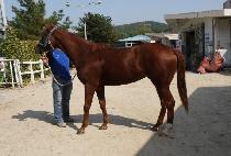 �������� (DANCING WINNER) ����