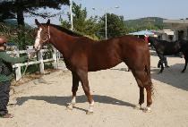 Ž����ǳ (TAMNA POKPUNG) ����