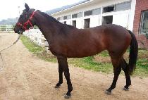 ��ٸ���� (BAEDARI HAENGUN) ����