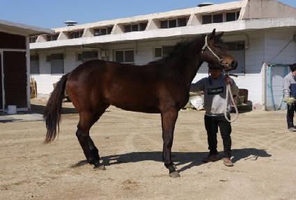 ������ ����