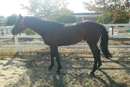 ����Ʈ���� ����