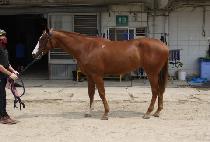 ���Ƚ�Ÿ (SUAN STAR) ����