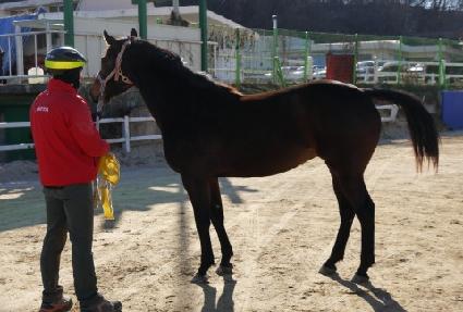 ��Ÿ��Į�� ����