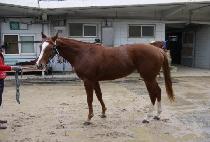 ��Ÿ���� (STAR STORM) ����