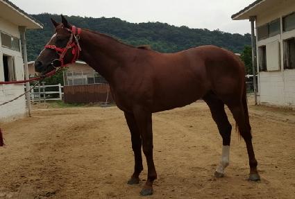 Ǫ������ ����