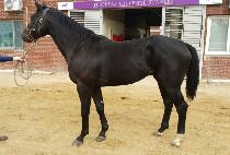 �������� (MAJOR SUN) ����