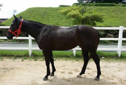 �ȴٹ̷� ����