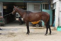 ��ĸƾ (NEW CAPTAIN) ����