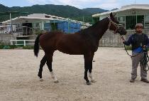 �׷������� (GRAND FORCE) ����