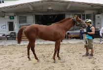 ����Ʈ�� (EL PATRON) ����