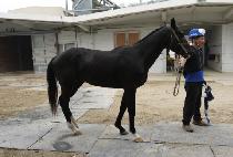 �����ġ (GOLD PUNCH) ����