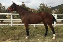 �������� (DONGNAM JINJU) ����