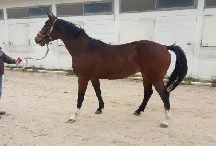 ����� ����