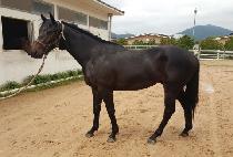 ��Ʈ�� (COT WING) ����