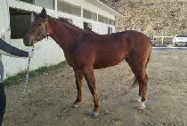 ������ (HUIMANG BID) ����