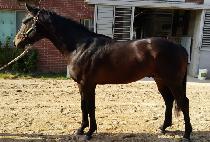 �����忤��Ʈ (BLOOD ELITE) ����