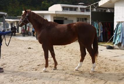 ��ȣè�Ǿ� ����