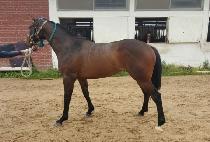 ���̾ٸ��� (MY ALICE) ����