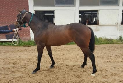 ���̾ٸ��� ����