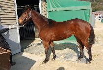 ����� (DUAL QUEEN) ����