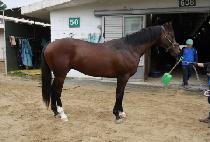 ������ (BORN WINNER) ����