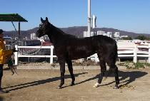 �帲�̽� (DREAM MISS) ����