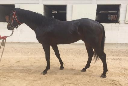 �Ը������� ����