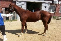 ȭ������� (HWARANGDO GISANG) ����