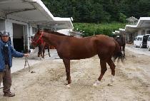 �ָ���� (AEMA BISANG) ����