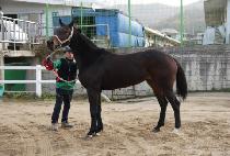 ��Ƽ������ (VINTAGE ROSE) ����