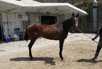 �����Ǻ�� (GAMDONGUI BISANG) ����