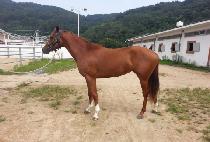 ��¯ (GO JJANG) ����