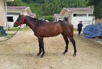 ����Ʈŷ (SMART KING) ����