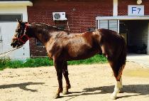 ���������丮 (FOREVER VICTORY) ����